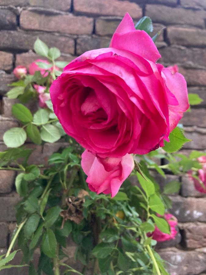 Villa Delle Rose Bra Esterno foto